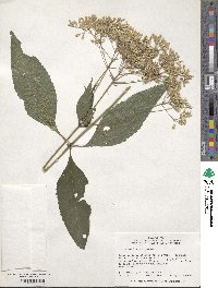 Eupatorium purpureum image