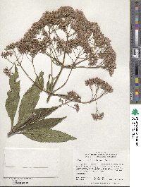 Eupatorium fistulosum image