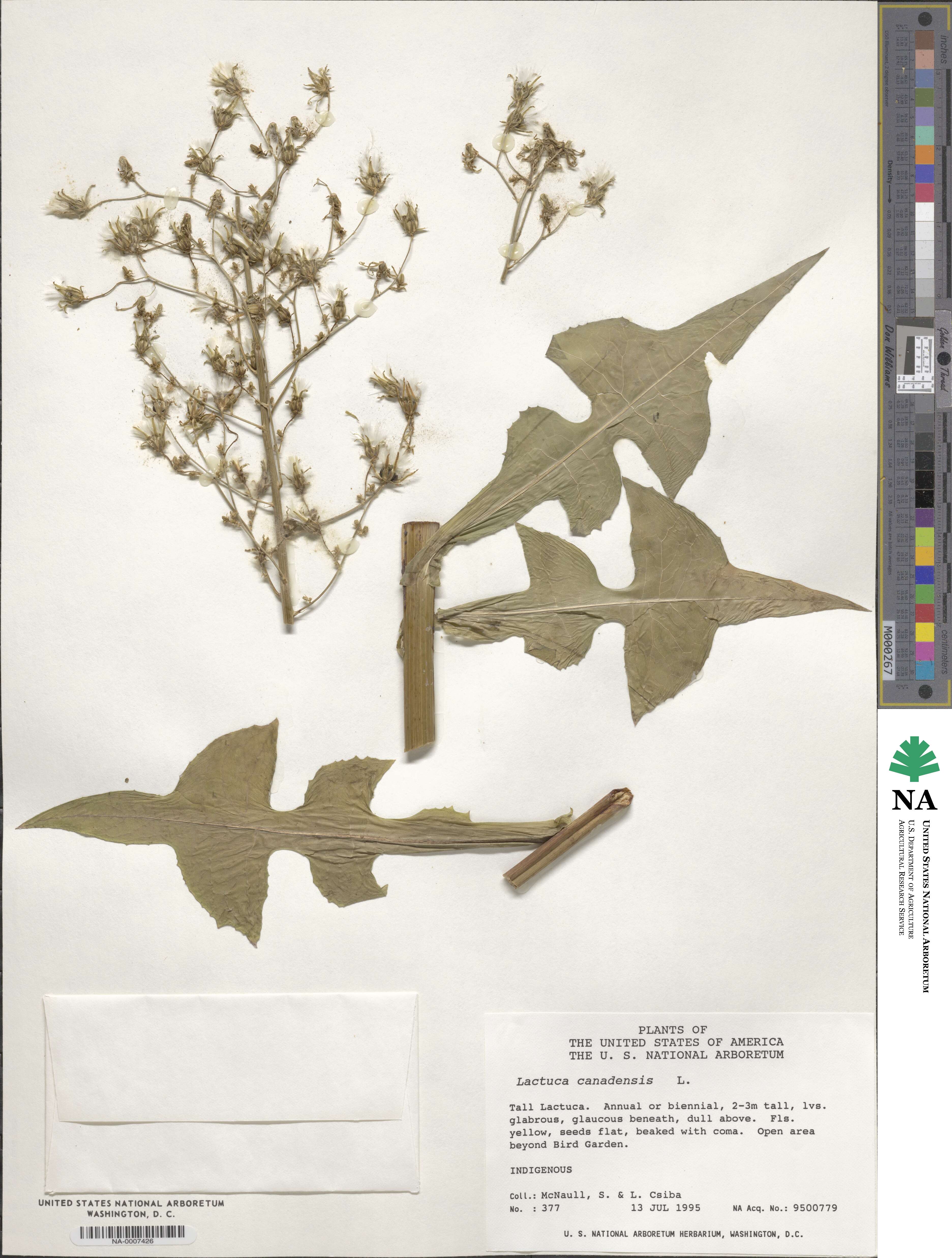 Lactuca canadensis image