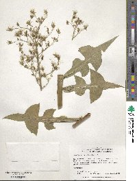 Lactuca canadensis image