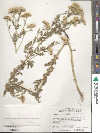 Tanacetum parthenium image