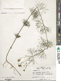 Coreopsis verticillata image