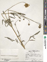 Coreopsis palmata image