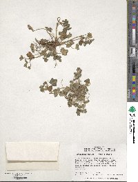 Potentilla indica image