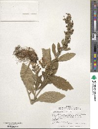 Lobelia siphilitica image