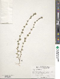 Triodanis perfoliata subsp. biflora image