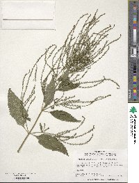 Verbena urticifolia image