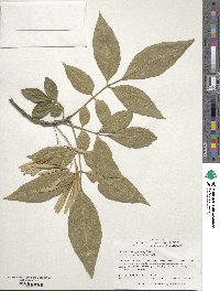 Fraxinus pennsylvanica var. pennsylvanica image