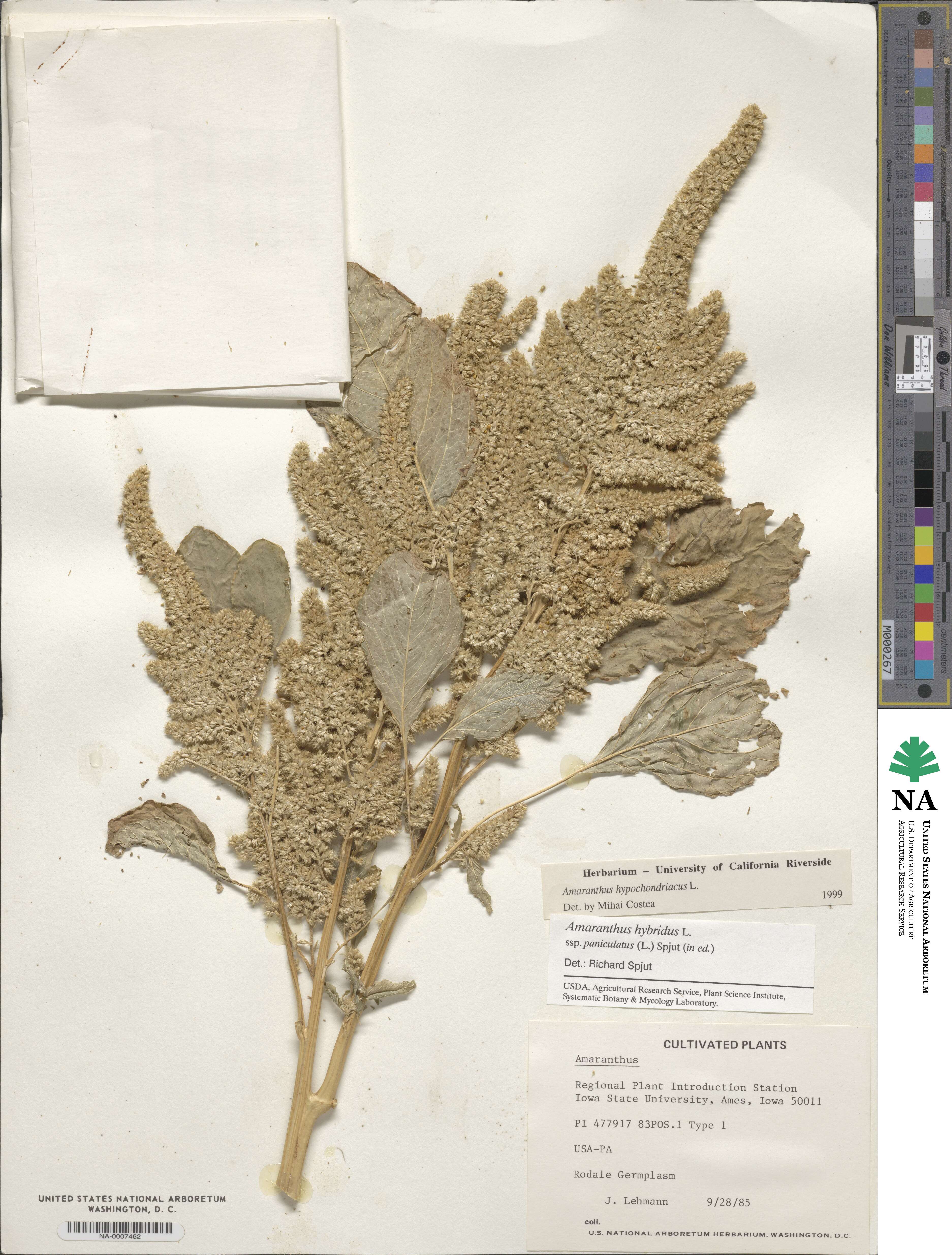 Amaranthus hypochondriacus image