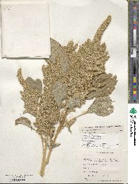 Amaranthus hypochondriacus image