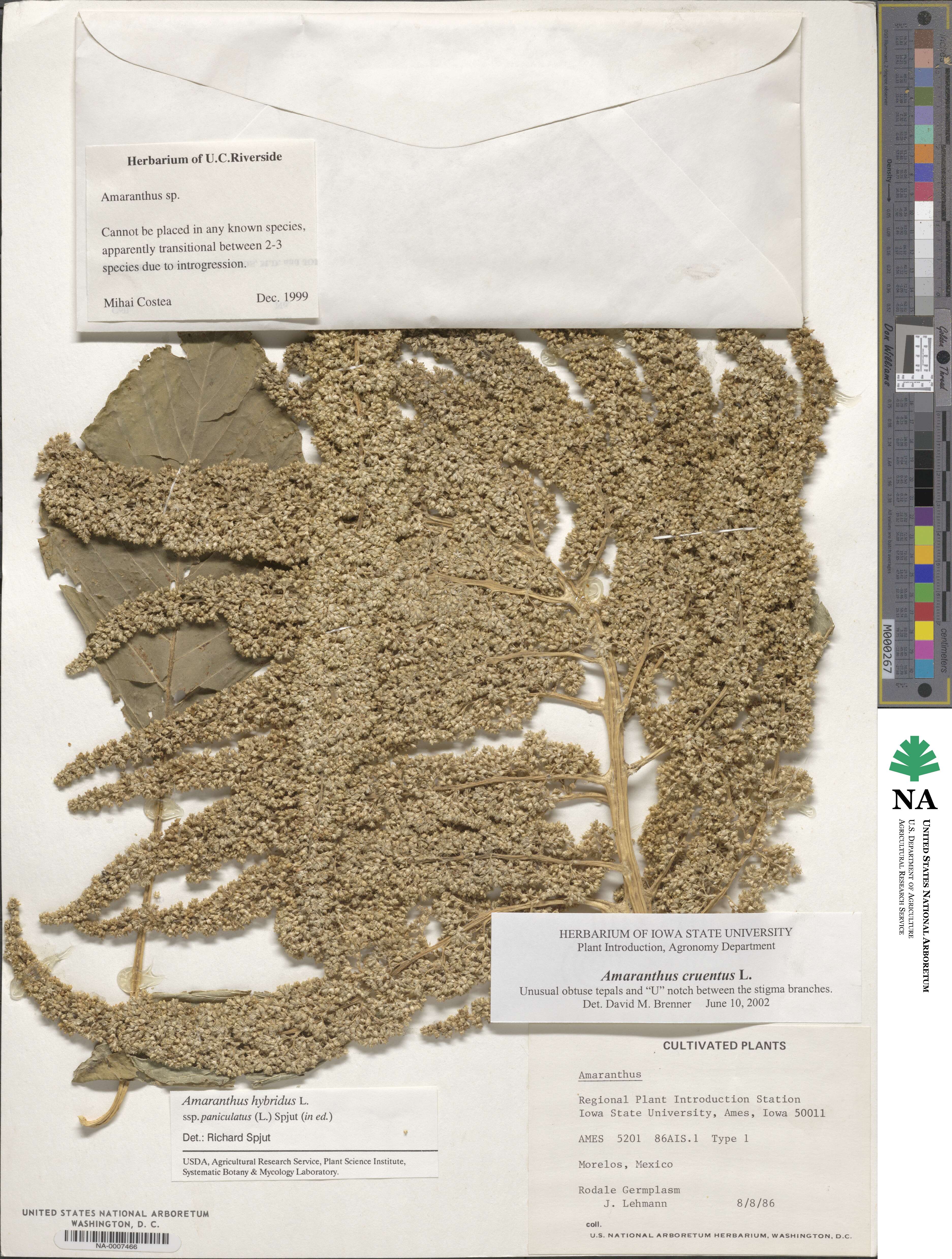 Amaranthus cruentus image