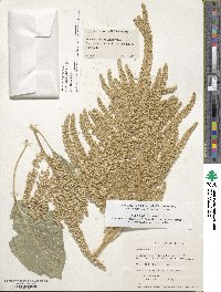 Amaranthus cruentus image