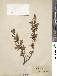 Prunus pumila image