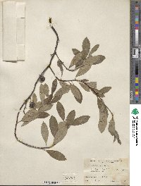 Prunus pumila image