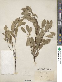 Prunus pumila image