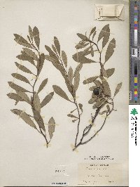 Prunus pumila image