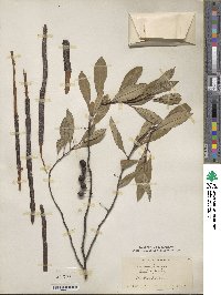 Prunus pumila image