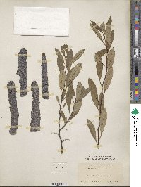 Prunus pumila image