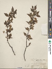 Prunus rivularis image