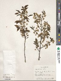 Prunus rivularis image