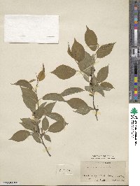 Prunus rivularis image