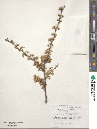 Prunus salicina image