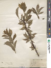 Prunus salicina image