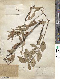 Prunus salicina image