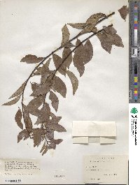 Prunus salicina image