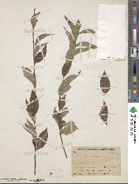 Prunus salicina image