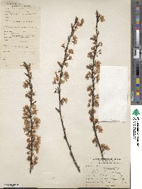 Prunus salicina image