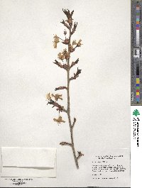 Prunus sargentii image