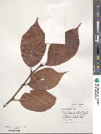 Prunus sargentii image