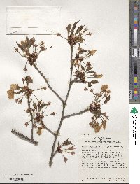 Prunus sargentii image