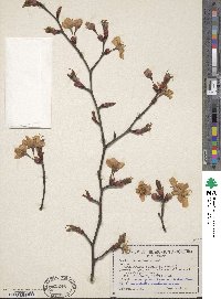 Prunus sargentii image