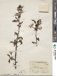 Prunus sargentii image