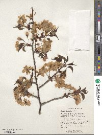 Prunus sargentii image