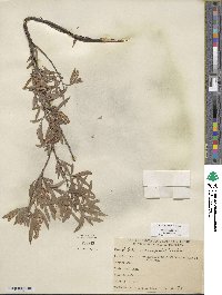 Salix sessilifolia image