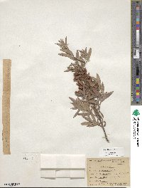 Salix sessilifolia image