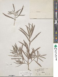 Salix exigua image