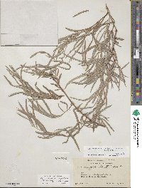 Salix interior image