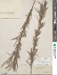 Salix exigua image