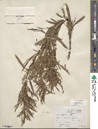 Salix interior image