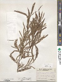 Salix interior image
