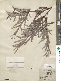 Salix interior image