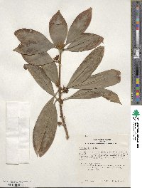 Illicium henryi image