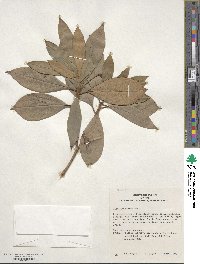 Illicium henryi image