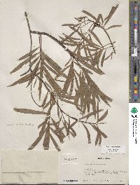 Salix sessilifolia image