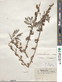 Salix exigua image