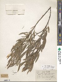 Salix exigua var. exigua [hybrid] image